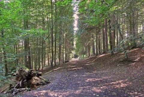 Woods